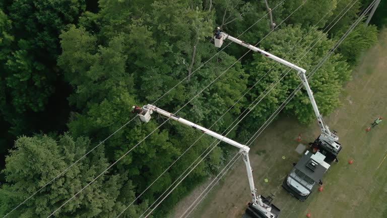 Best Fruit Tree Pruning  in Chamberlayne, VA